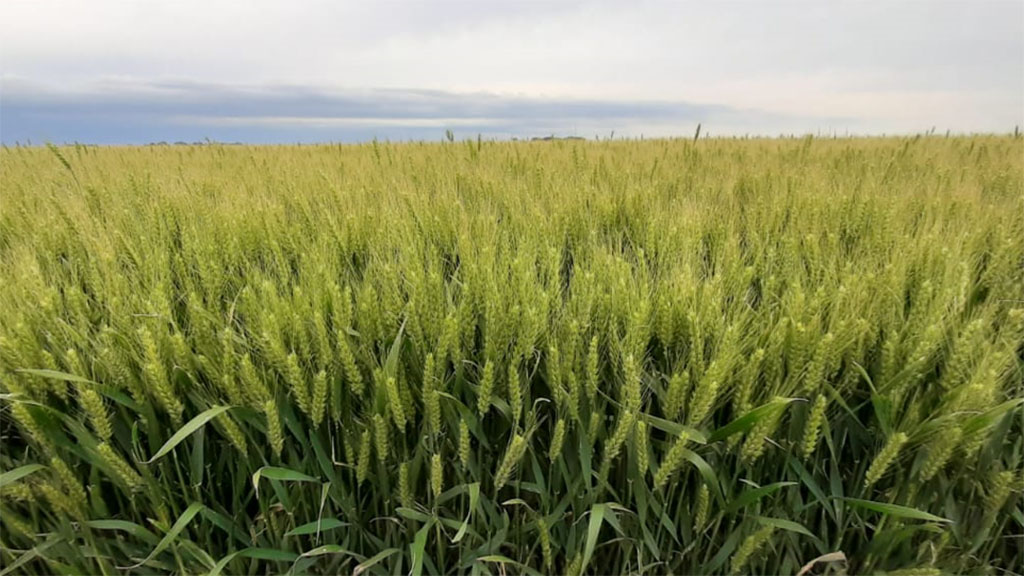 Maximizando el rendimiento y calidad del trigo con genética y nutrición