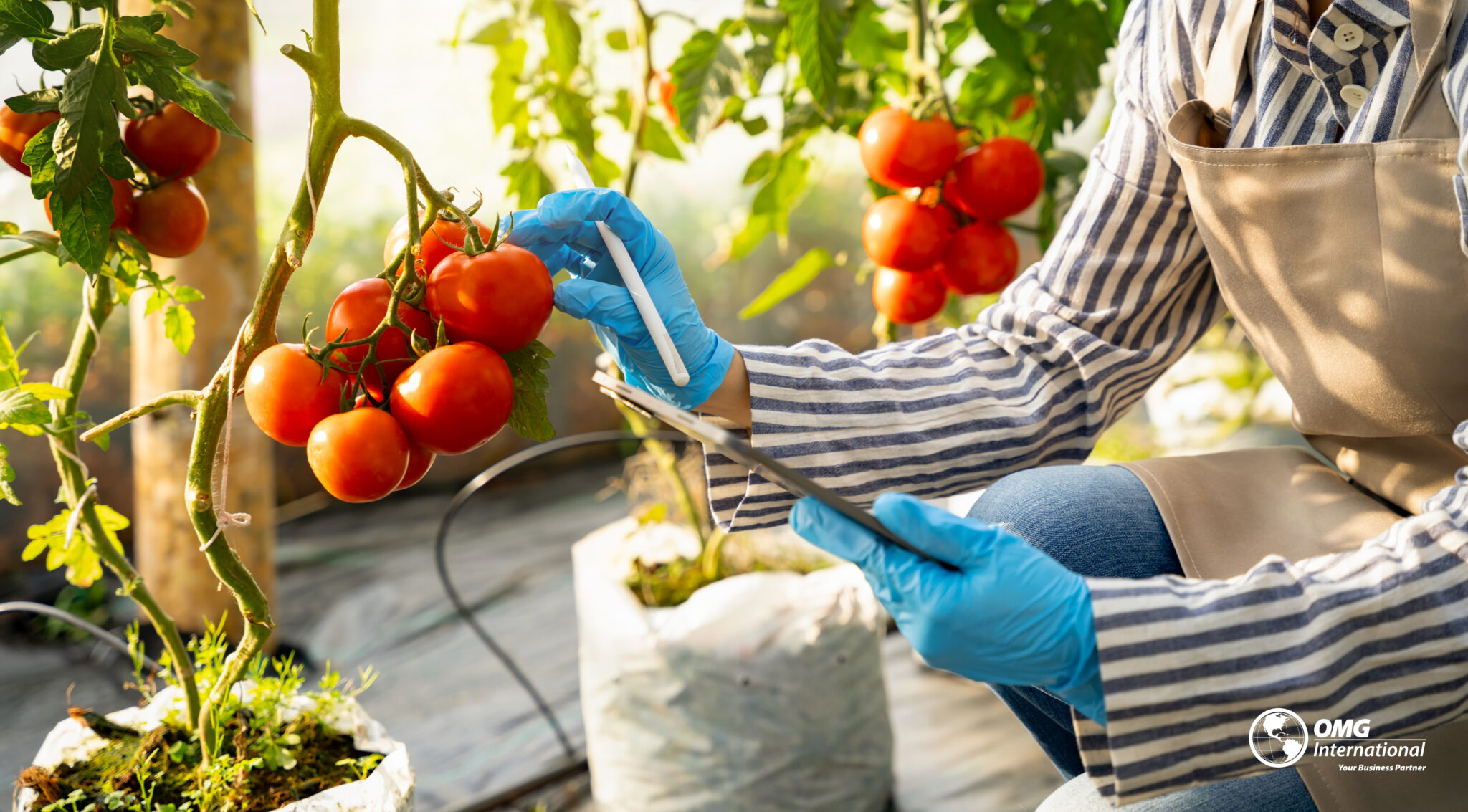 ¿Por qué es importante registrar tu unidad de producción en el padrón de la Secretaría de Agricultura y Desarrollo Rural (SADER)?