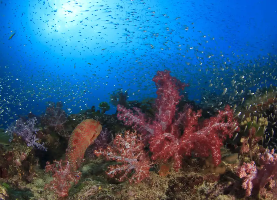 beautiful-coral-reef-with-tropical-fish-2026-03-26-00-42-37-utc
