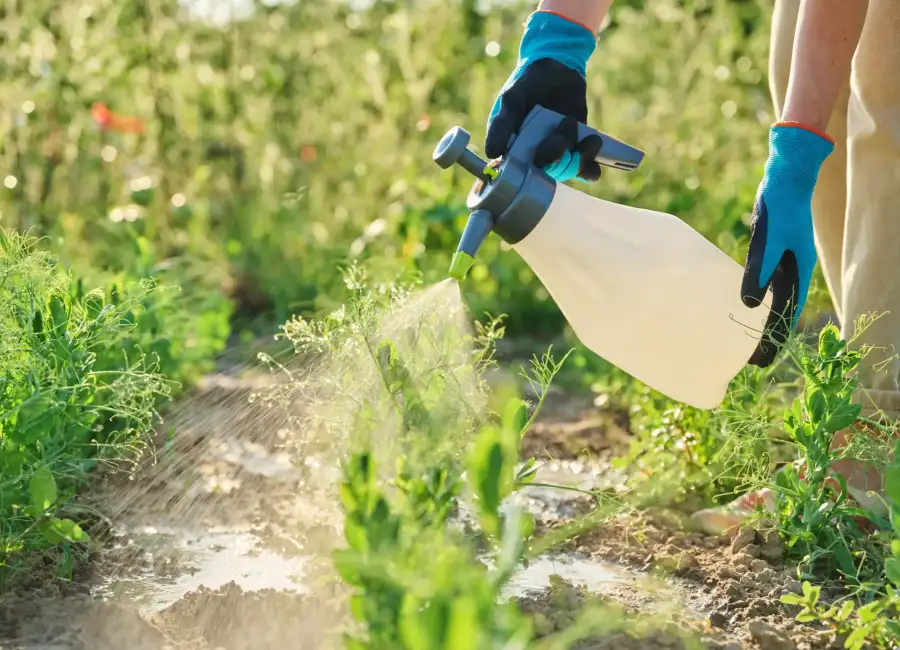 hands-spraying-green-pea-plants-protection-from-f-2026-03-16-01-25-45-utc
